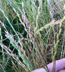 Lolium multiflorum × perenne