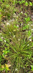 Rhynchospora floridensis