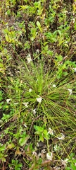 Rhynchospora floridensis