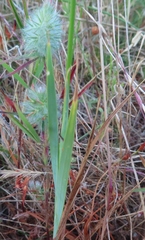 Ixia dubia