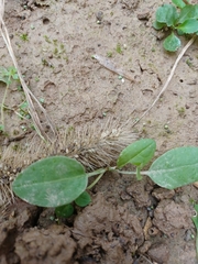 Thlaspi arvense