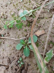 Thlaspi arvense