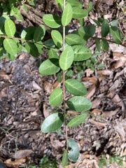 Ilex vomitoria image