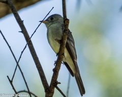 Contopus cinereus