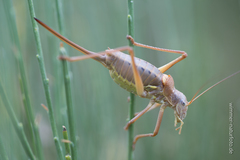 Ephippiger terrestris