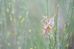 Ephippiger terrestris