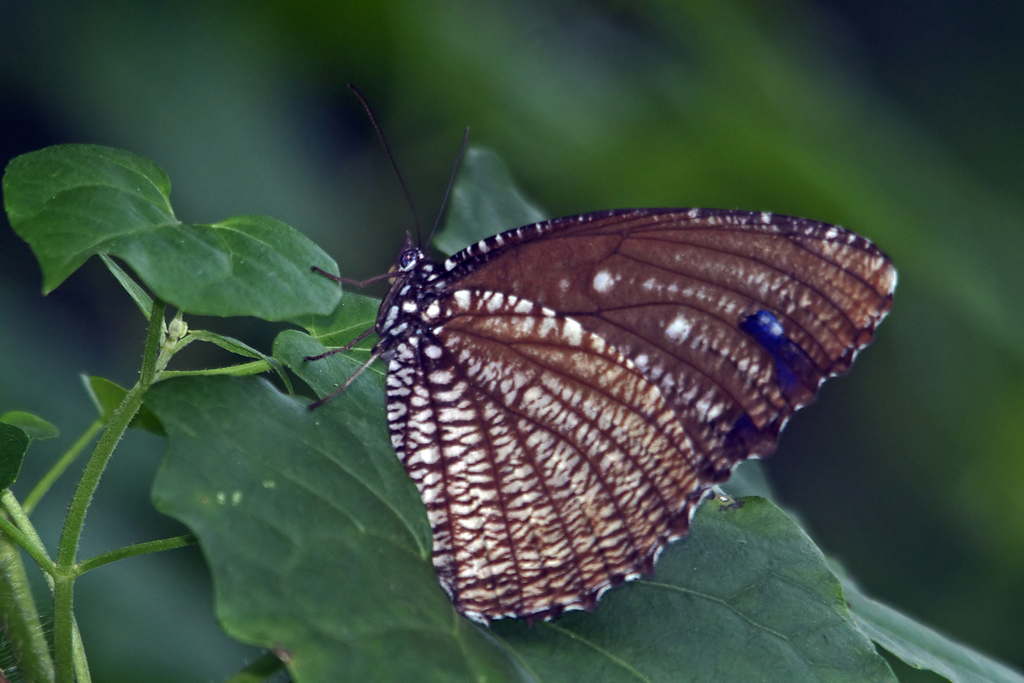 Spotted Palmfly