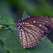 Spotted Palmfly - Photo (c) Vijay Anand Ismavel, some rights reserved (CC BY-NC-SA)