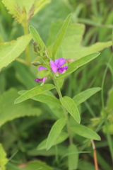 Polygala serpentaria