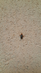 Neostenotus