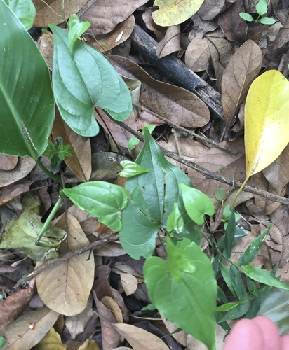 Dioscorea cotinifolia (Dioscorea cotinifolia)