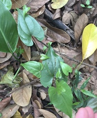 Dioscorea cotinifolia