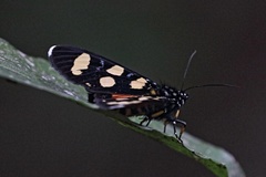 Heraclia africana