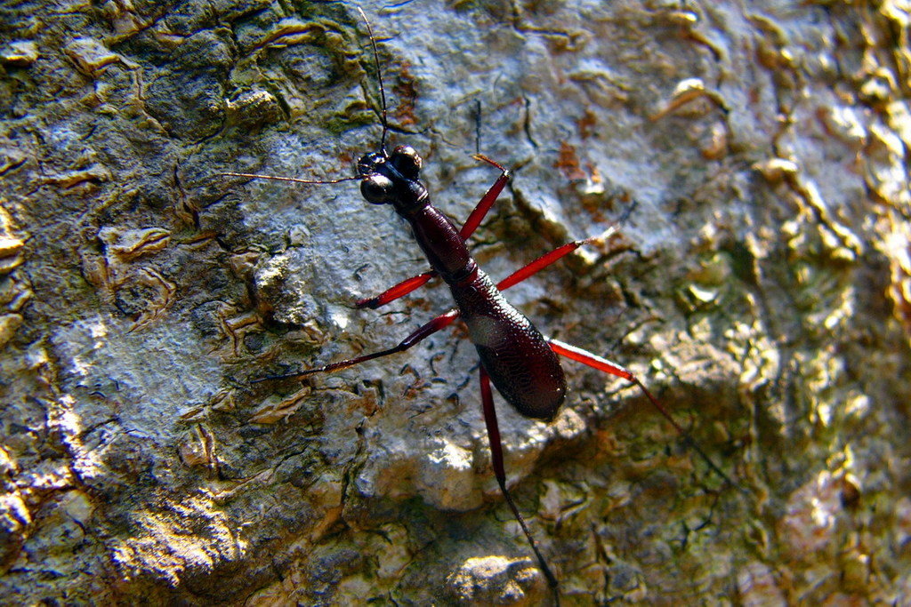 Tricondylina