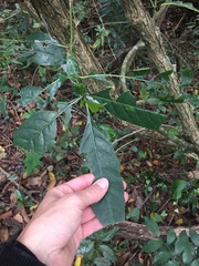 Tarenna pavettoides