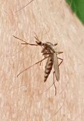 Aedes trivittatus