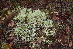 Cladonia boryi