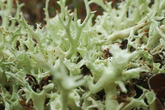 Cladonia boryi