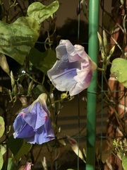 Ipomoea