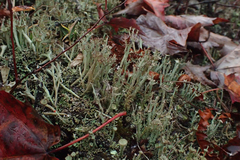 Cladonia crispata