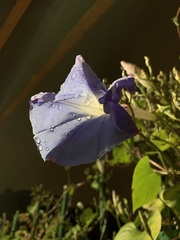 Ipomoea