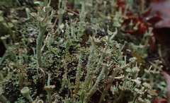 Cladonia crispata