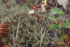 Cladonia crispata