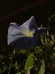 Ipomoea