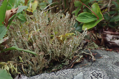 Cladonia crispata