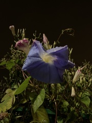Ipomoea