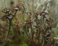 Cladonia crispata