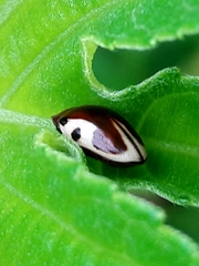 Chelonarium ornatum