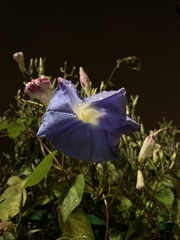Ipomoea
