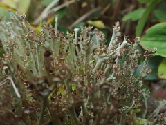 Cladonia crispata