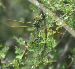 Castoraeschna decurvata
