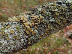 Imshaugia placorodia