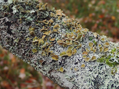 Imshaugia placorodia