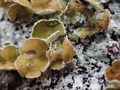 Imshaugia placorodia