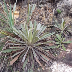 Espeletia corymbosa