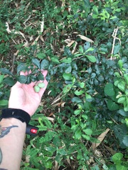 Putterlickia verrucosa