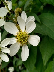 Montanoa frutescens
