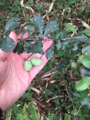 Putterlickia verrucosa