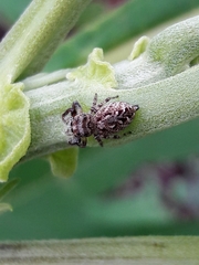 Metaphidippus albopilosus