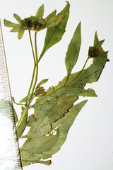 Bidens comosa