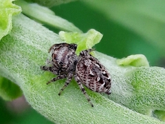 Metaphidippus albopilosus