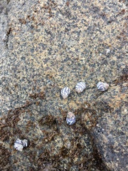 Echinolittorina peruviana
