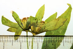 Bidens comosa