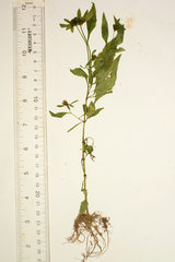 Bidens comosa