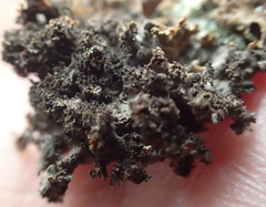 Leptogium laceroides