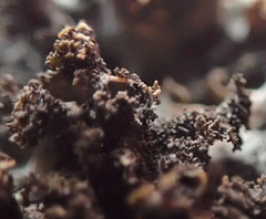 Leptogium laceroides